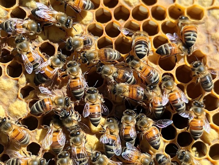 Signs of a Healthy Queen in Your Hive